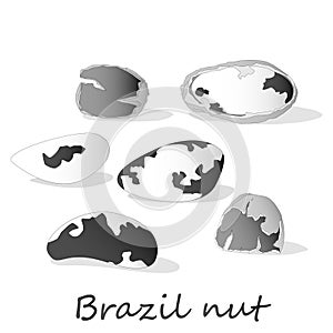 Bertholletia. Brazil nuts vector illustration on white close up