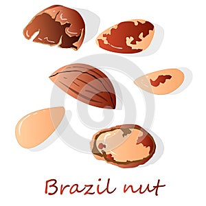 Bertholletia. Brazil nuts vector illustration on white close up