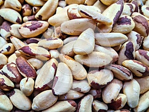 Bertholletia excelsa, popularly known as Brazil nut, Amazon nut, Acre nut, Brazil nut, Amazon nut