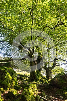 Bertical shot of a large mossy tree with long branches of green leaves in a forest