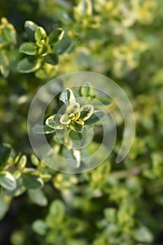 Bertram Anderson Thyme