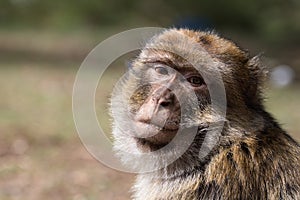 Bertuccia, or Barberia`s monkey, is a primate mammal living in Atlas in Morocco. photo