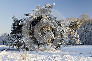 Besneeuwd landschap, Landscape with snow