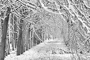 Wandelweg met bomen in park Puyenbroeck tijdens winter photo