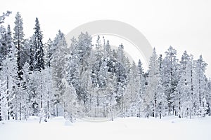 Besneeuwde taiga bomenl Snow covered Taiga trees