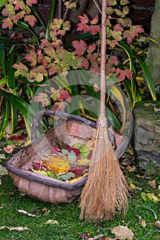 Besom broom and trug. Clearing autumn leaves in garden.