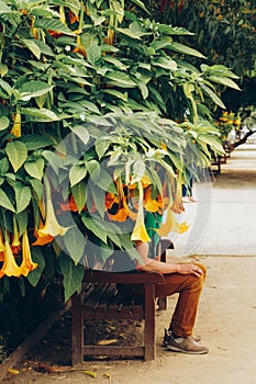 Besotted datura. Orange Datura flowers or Angels trumpets in full bloom amidst green foliage