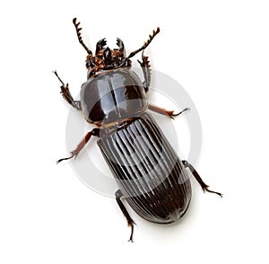 Bess Beetle