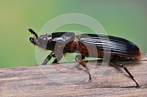 Bess Beetle