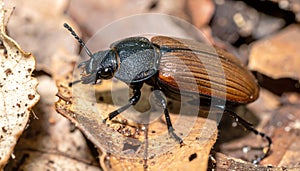 Bess Beetle on Forest Floor