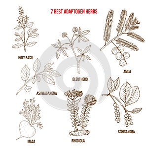 Best adaptogen herbs