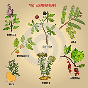 Best adaptogen herbs
