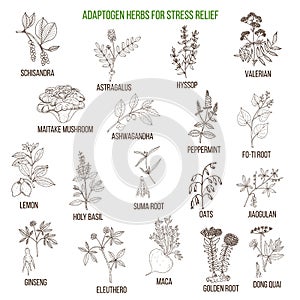 Best adaptogen herbs for stress relief