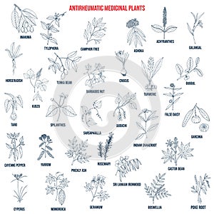 Best anti-rheumatic herbs, natural botanical set