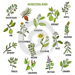 Best antibacterial herbs