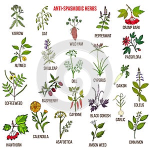 Best antispasmodic herbs collection. Part 2