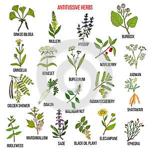Best antitussive herbs set