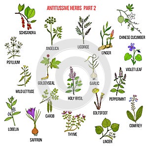 Best antitussive herbs set. Part 2