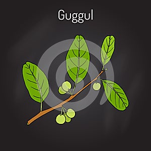 Best Ayurvedic plant guggul Commiphora wightii , or Indian bdellium-tree, Mukul myrrh tree