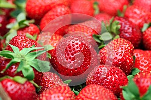 Best background with freshly harvested strawberries in big frame