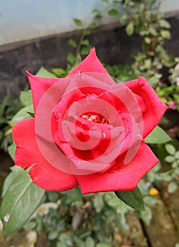 Best background Rose flower with green laves