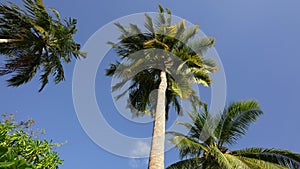 The best beaches in the world. Loop video sunny beach of Dominican republic Punta Cana. Amazing coconut palm tree on