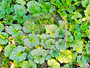 The Best Beautifull Green Leaf