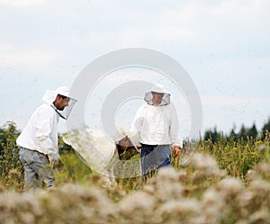 the best Beekeepers working on the big field