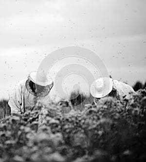 the best Beekeepers working on the big field