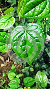 Best Betel Leaf with Beautiful Color