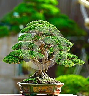 The best bonsai juniperus sinensis