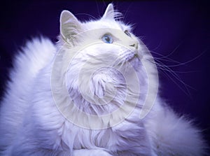 Best of Breed Cat photo