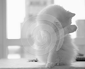 The best of breed cat, a white Turkish Angora hiding behind his paws. photo