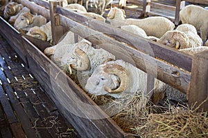 The best breed of sheep on the farm