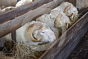 The best breed of sheep on the farm