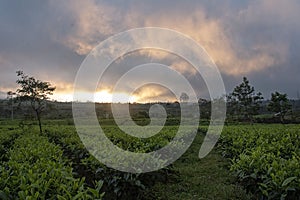 The best clouds appear above the tea garden in the morning