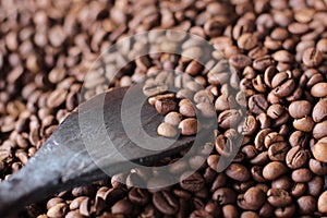 the best coffee beans