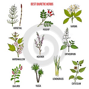 Best diuretic herbs set