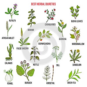 Best diuretic herbs set