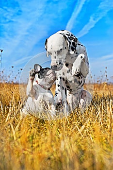 Best dog friends playing