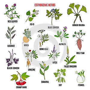 Best estrogenic herbs collection