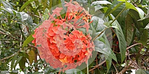 Lxora flower