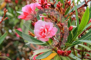 The best flowers of pink oleander, Nerium oleander, bloomed in spring. Shrub, a small tree, cornel Apocynaceae family, garden