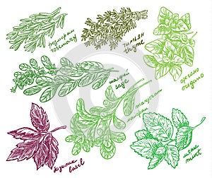 Best Fragrant Herbs for Your Garden vector sketch