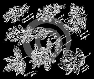 Best Fragrant Herbs for Your Garden vector sketch