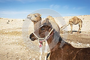 Best Friends - Arabian Colt and Young Camel in the Negev in Israel