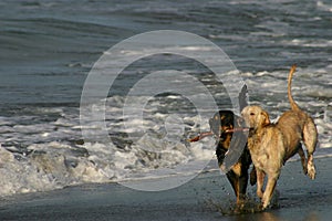 Best Friends Dogs Playing on a Beach