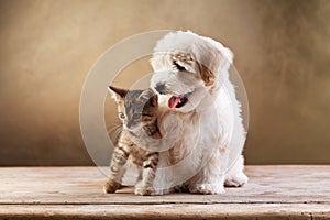 Best friends - kitten and small fluffy dog photo