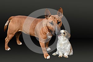 Best friends a miniature bull terrier and a havanese