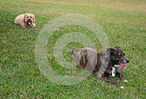 Best friends relaxing in the yard